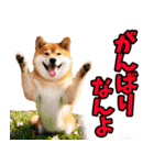 長野弁☆柴犬（個別スタンプ：24）