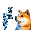 長野弁☆柴犬（個別スタンプ：25）
