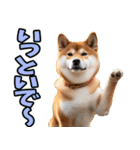 長野弁☆柴犬（個別スタンプ：26）