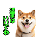 長野弁☆柴犬（個別スタンプ：27）