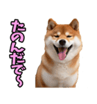 長野弁☆柴犬（個別スタンプ：28）