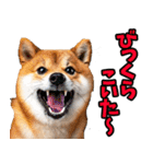 長野弁☆柴犬（個別スタンプ：29）
