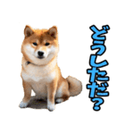 長野弁☆柴犬（個別スタンプ：31）