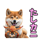 長野弁☆柴犬（個別スタンプ：35）