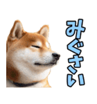 長野弁☆柴犬（個別スタンプ：37）