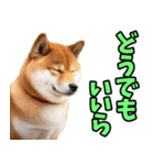 長野弁☆柴犬（個別スタンプ：39）