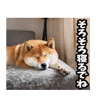 長野弁☆柴犬（個別スタンプ：40）