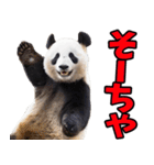 大分弁☆パンダ（個別スタンプ：1）