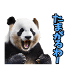 大分弁☆パンダ（個別スタンプ：3）