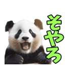 大分弁☆パンダ（個別スタンプ：4）