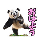 大分弁☆パンダ（個別スタンプ：5）