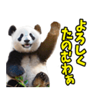 大分弁☆パンダ（個別スタンプ：8）