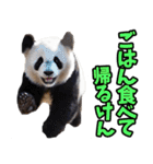 大分弁☆パンダ（個別スタンプ：9）