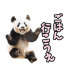 大分弁☆パンダ（個別スタンプ：10）