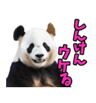 大分弁☆パンダ（個別スタンプ：11）