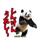 大分弁☆パンダ（個別スタンプ：12）