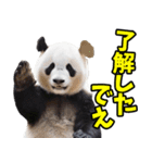大分弁☆パンダ（個別スタンプ：13）