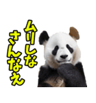 大分弁☆パンダ（個別スタンプ：19）