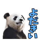 大分弁☆パンダ（個別スタンプ：20）