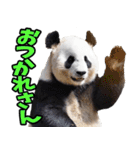大分弁☆パンダ（個別スタンプ：21）