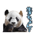 大分弁☆パンダ（個別スタンプ：23）