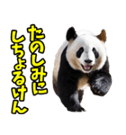 大分弁☆パンダ（個別スタンプ：30）