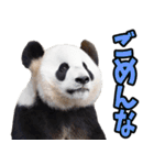 大分弁☆パンダ（個別スタンプ：31）