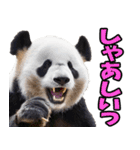 大分弁☆パンダ（個別スタンプ：33）