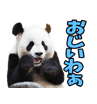 大分弁☆パンダ（個別スタンプ：36）