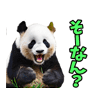 大分弁☆パンダ（個別スタンプ：37）