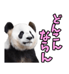 大分弁☆パンダ（個別スタンプ：38）