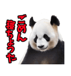 大分弁☆パンダ（個別スタンプ：39）