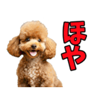 福井弁☆わんこ（個別スタンプ：1）