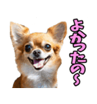 福井弁☆わんこ（個別スタンプ：5）