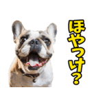 福井弁☆わんこ（個別スタンプ：7）