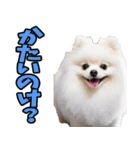 福井弁☆わんこ（個別スタンプ：11）