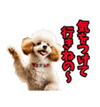 福井弁☆わんこ（個別スタンプ：20）