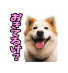 福井弁☆わんこ（個別スタンプ：21）