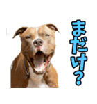 福井弁☆わんこ（個別スタンプ：22）