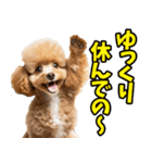 福井弁☆わんこ（個別スタンプ：24）