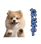 福井弁☆わんこ（個別スタンプ：25）
