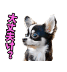 福井弁☆わんこ（個別スタンプ：26）