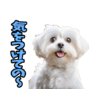 福井弁☆わんこ（個別スタンプ：29）