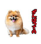 福井弁☆わんこ（個別スタンプ：32）