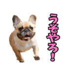 福井弁☆わんこ（個別スタンプ：35）