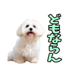 福井弁☆わんこ（個別スタンプ：37）