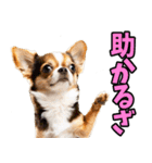 福井弁☆わんこ（個別スタンプ：38）