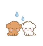 トイプー❤️マルプー❤️マルチーズ（個別スタンプ：19）