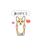 激しく尻尾をふるコーギー2（個別スタンプ：3）