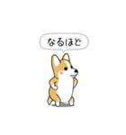激しく尻尾をふるコーギー2（個別スタンプ：9）